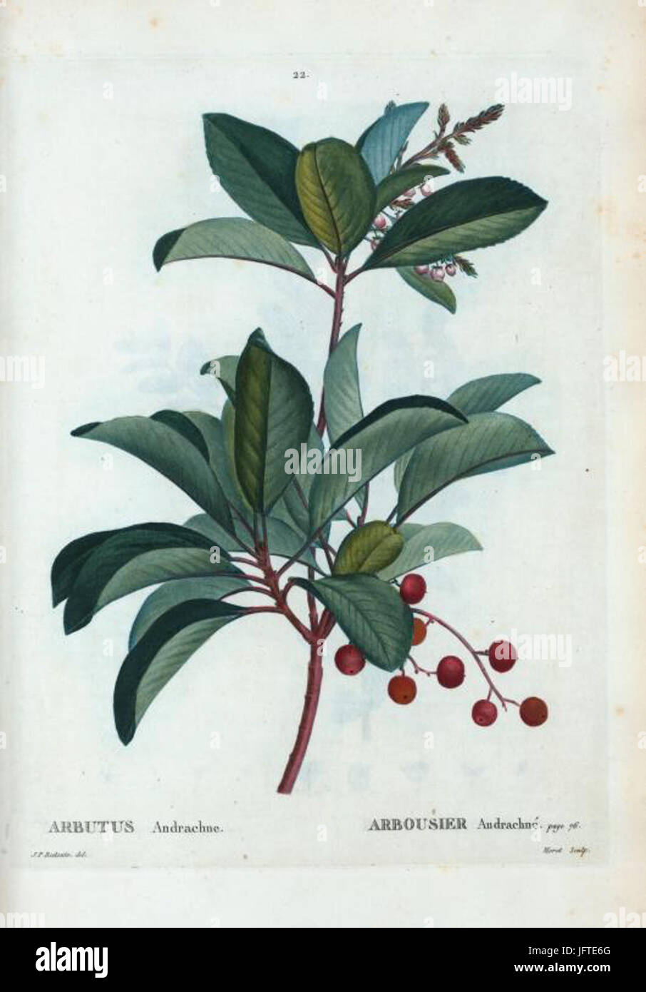 Arbutus andrachne par Pierre-Joseph Redouté Banque D'Images