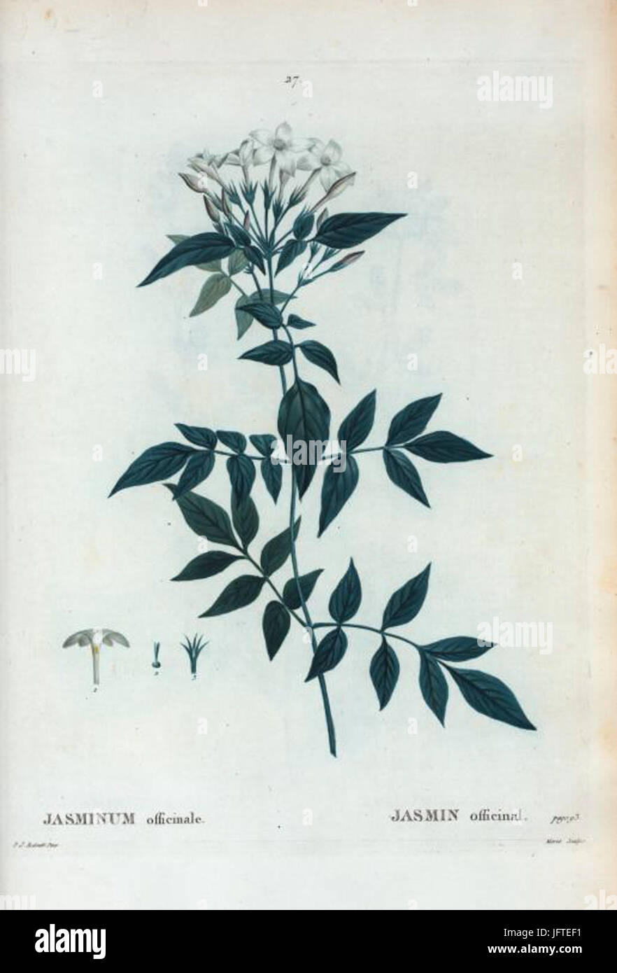 Jasminum officinale par Pierre-Joseph Redouté Banque D'Images