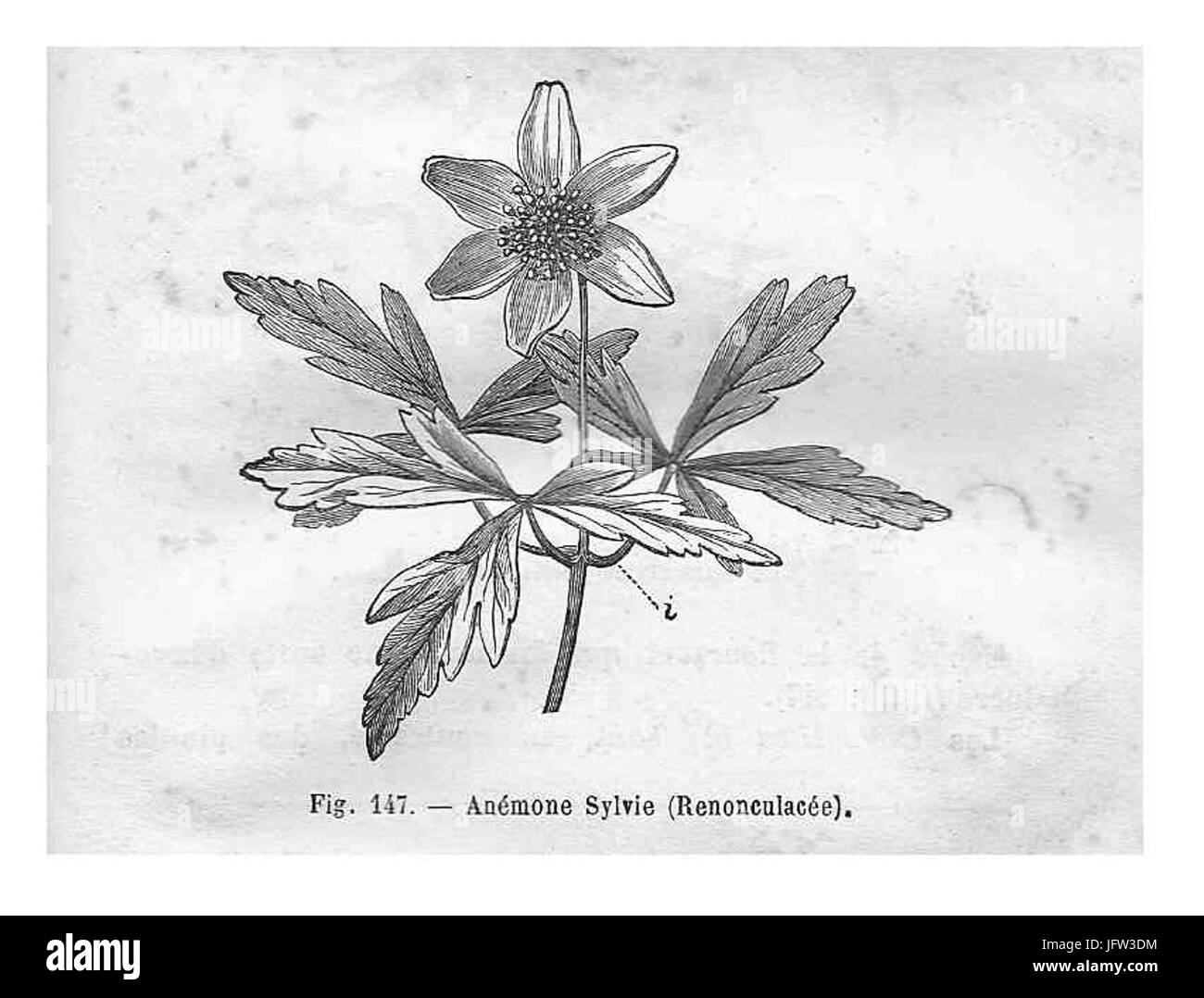 Anémone sylvie - plante Banque D'Images