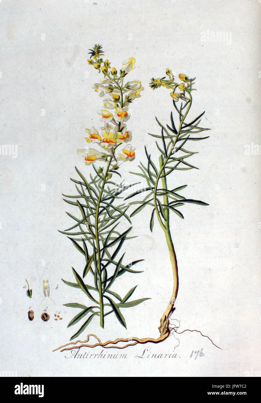 Flore Antirrhinum linaria Batava volume v3 Banque D'Images