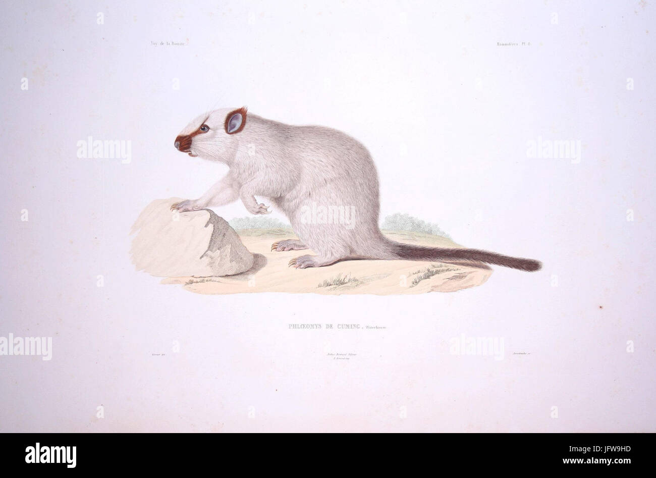 Bonite-mammifères-pl08 Banque D'Images