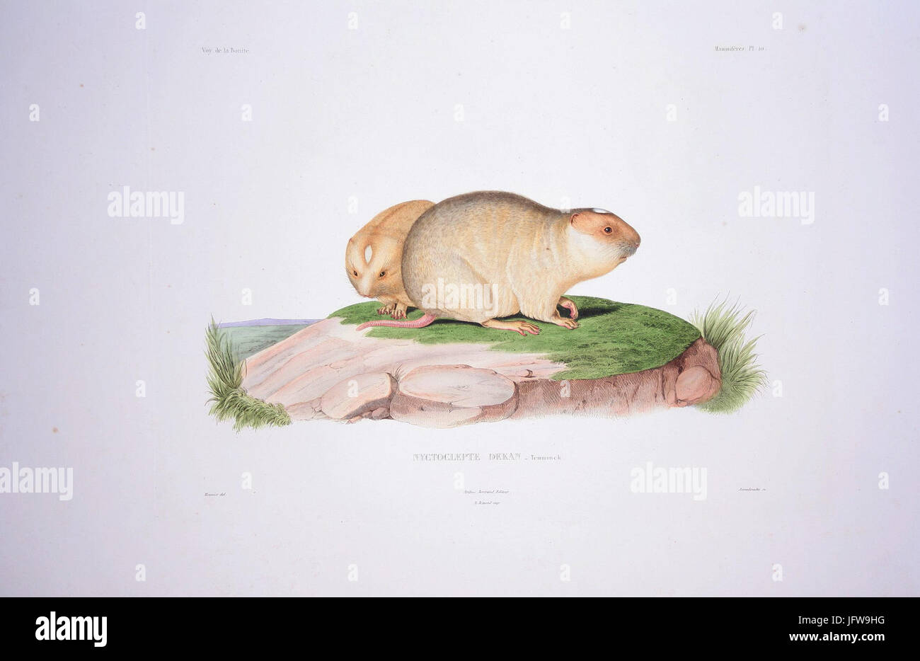Bonite-mammifères-pl10 Banque D'Images