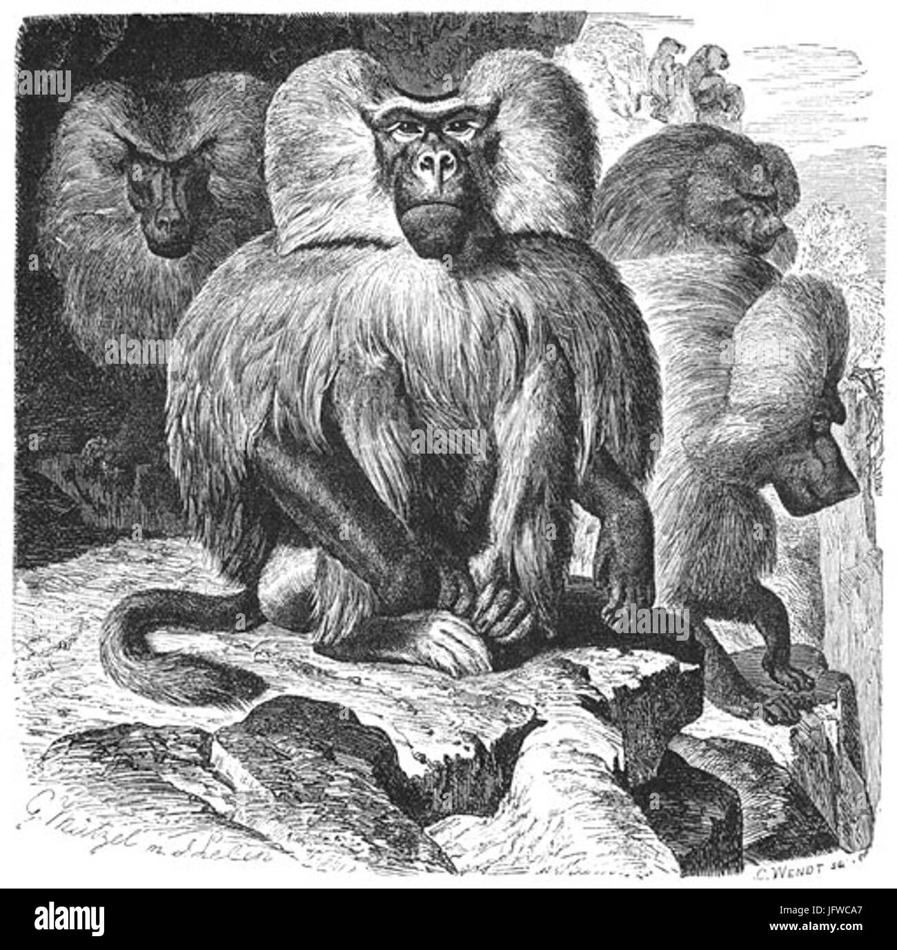 Brehms het leven der Dieren Zoogdieren Orde 1 Mantel-Baviaan29 hamadryas Cynocephalus 28 Banque D'Images