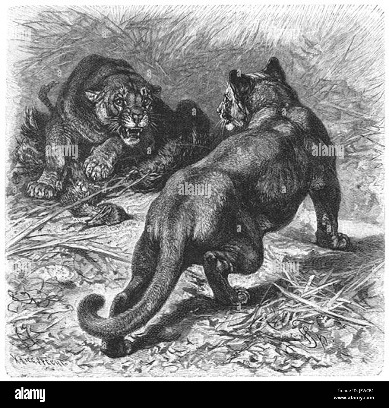 Brehms het leven der Dieren Zoogdieren Orde 4 Poema 28Felis concolor29 Banque D'Images