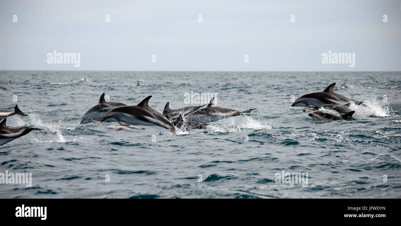 Une famille de dauphins dusky, Lagenorhynchus obscurus, sautant dans l'eau au large de Kaikoura Peninsula, Nouvelle-Zélande Île du Sud Banque D'Images