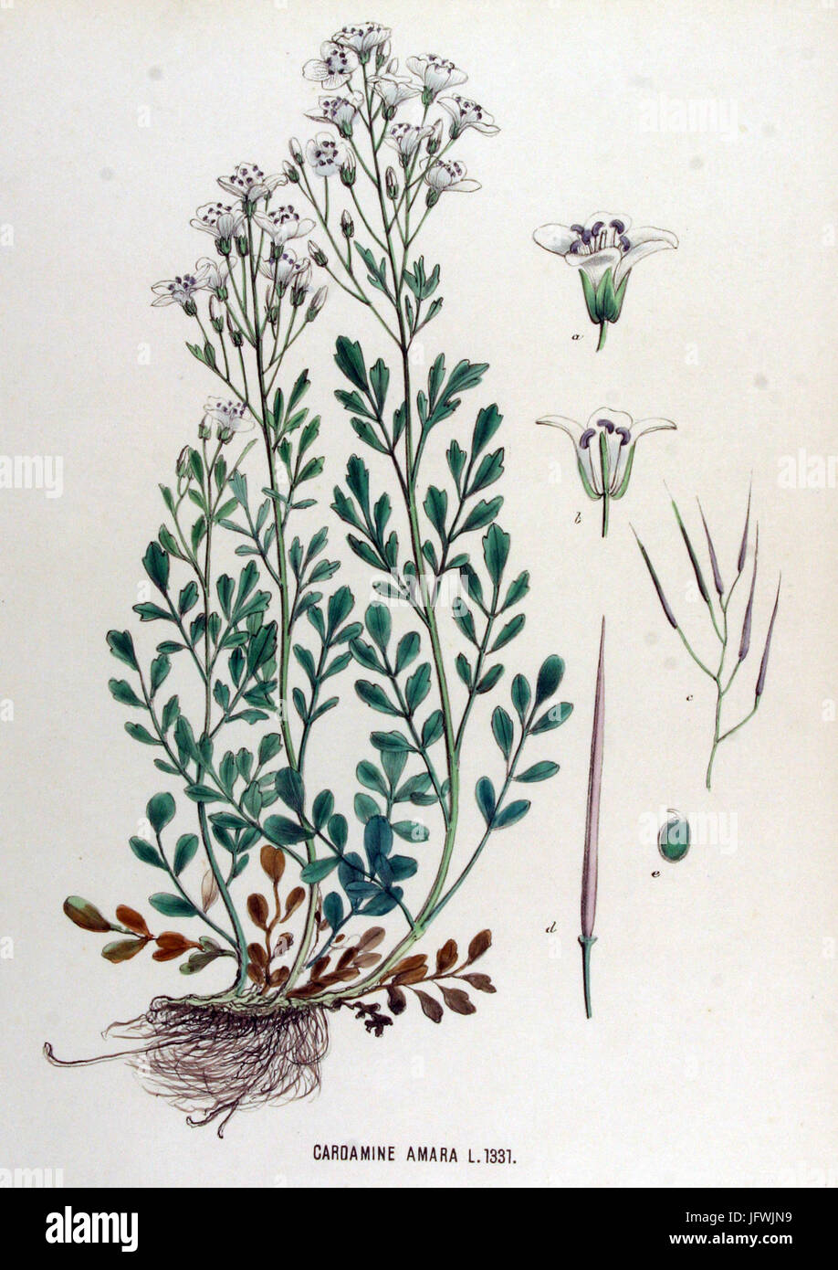 Cardamine amara Flora Batava Volume v17 Banque D'Images