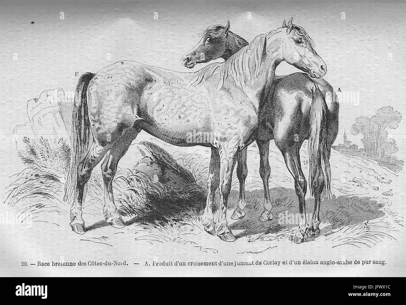 Cheval de race breton des Côtes-du-Nord Banque D'Images