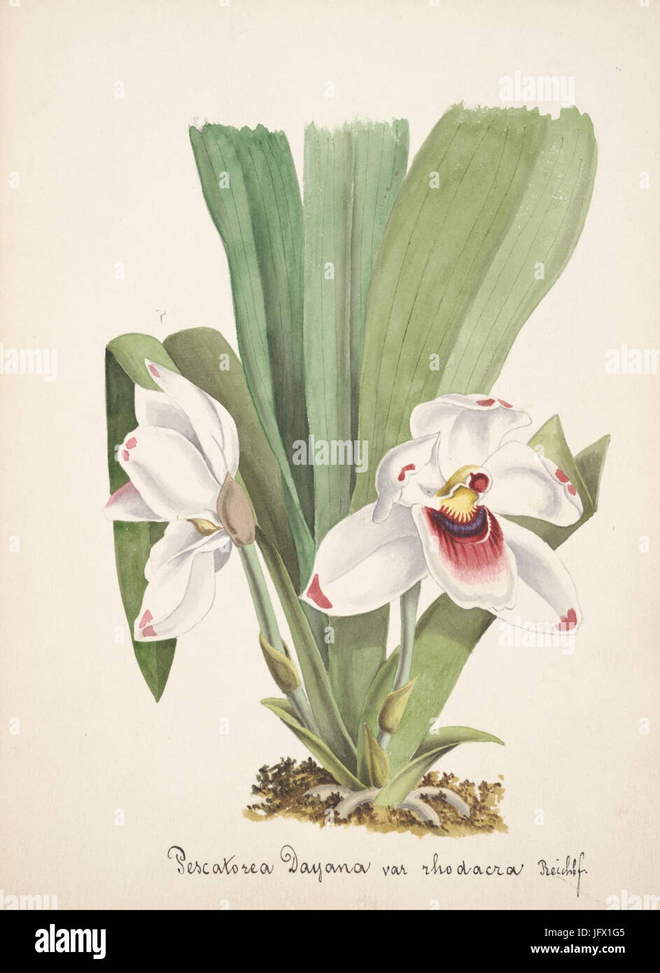 Collection d'orchidées (Pl. 08) (8385760531) Banque D'Images