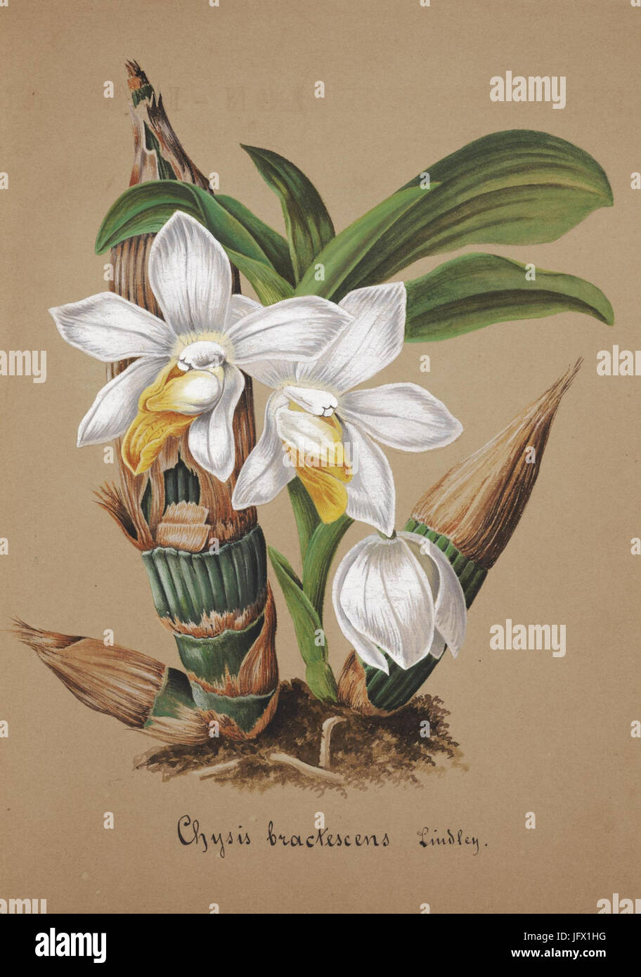 Collection d'orchidées (Pl. 42) (8386864096) Banque D'Images