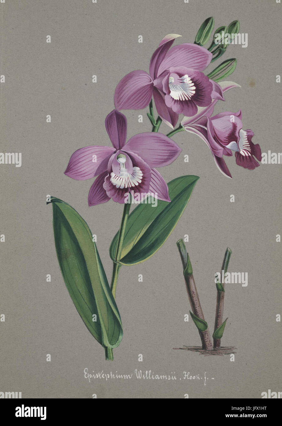 Collection d'orchidées (Pl. 50) (8385781631) Banque D'Images