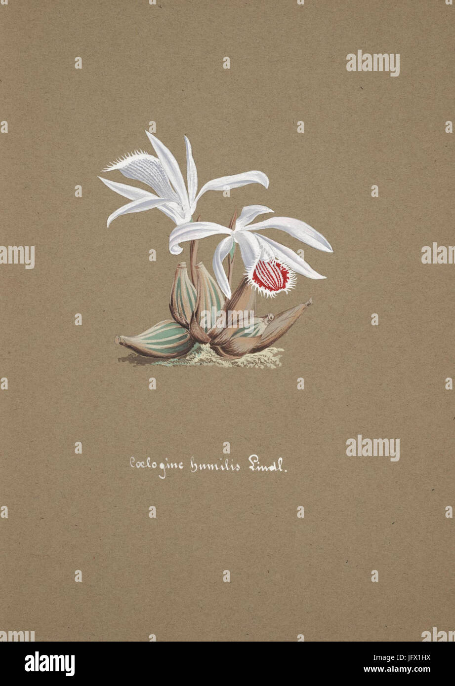 Collection d'orchidées (Pl. 52) (8385782871) Banque D'Images