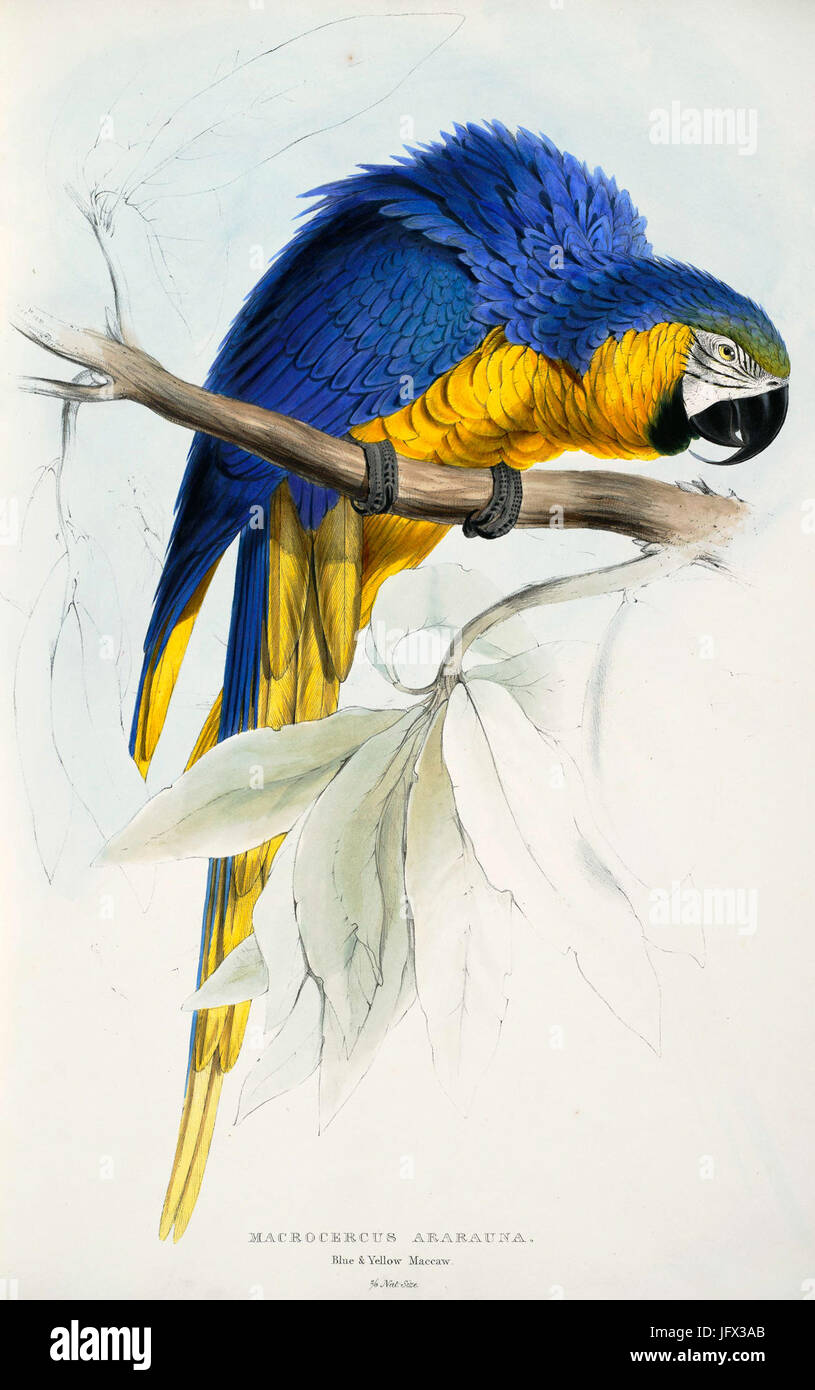 Ara ararauna -Macrocercus ararauna Blue & yellow Maccaw -par Edward Lear 1812-1888 Banque D'Images Ara ararauna -Macrocercus ararauna Blue & yellow Maccaw -par Edward Lear 1812-1888 Banque D'Images