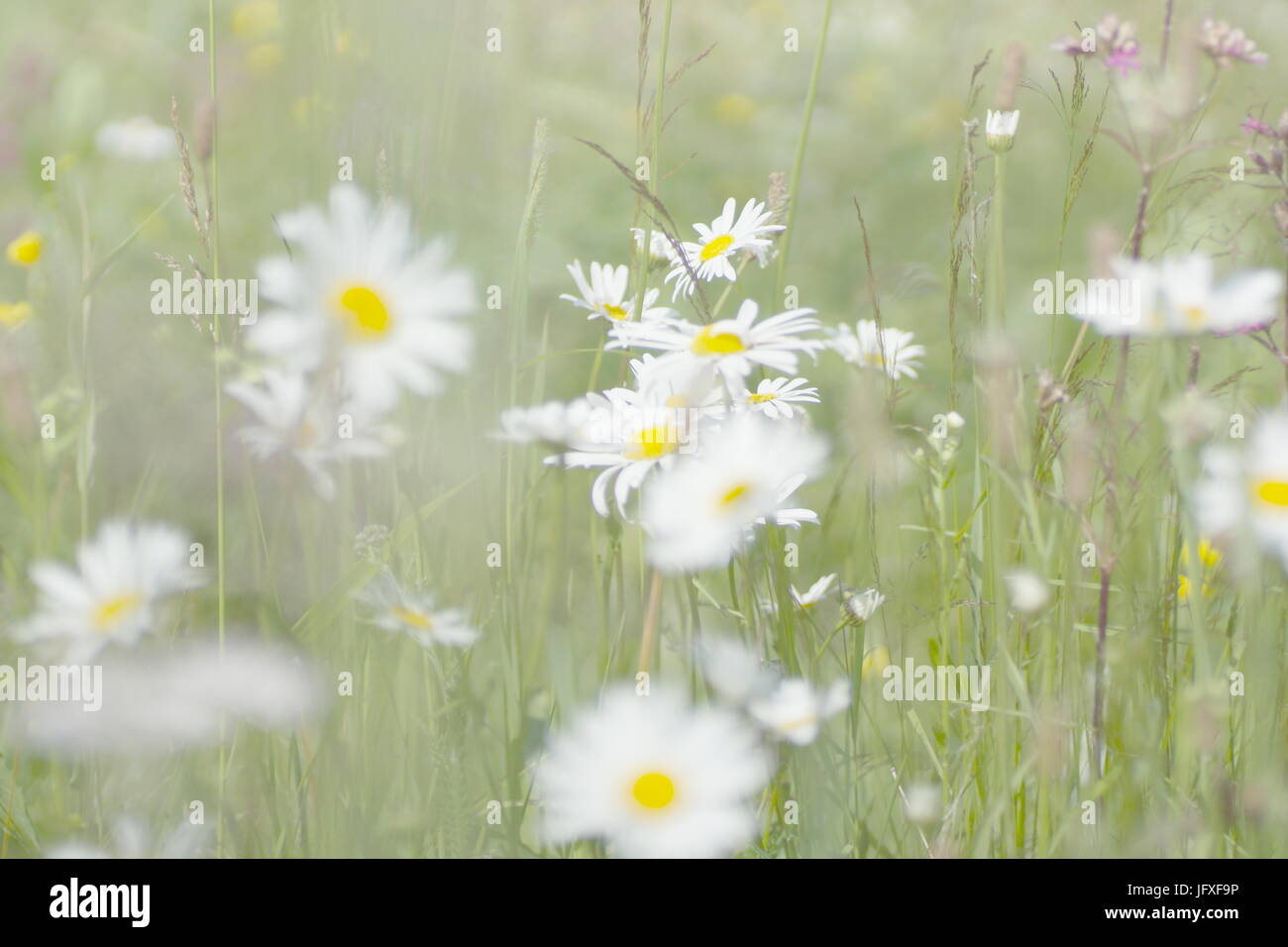 Fleurs et l'herbe éclairées par la lumière du soleil chaud de l'été sur un pré, abstract backgrounds naturel pour votre conception. Camomille Meadow Banque D'Images