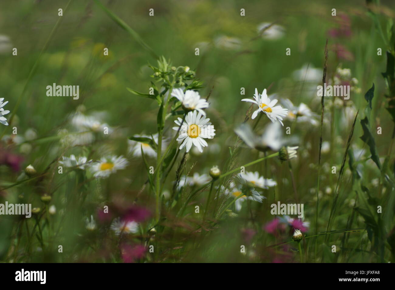 Fleurs et l'herbe éclairées par la lumière du soleil chaud de l'été sur un pré, abstract backgrounds naturel pour votre conception. Camomille Meadow Banque D'Images