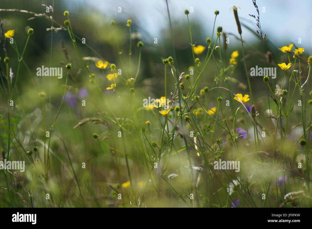 Fleurs et l'herbe éclairées par la lumière du soleil chaud de l'été sur un pré, abstract backgrounds naturel pour votre conception. Renoncule jaune prairie Banque D'Images