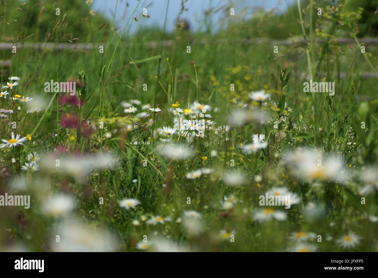 Fleurs et l'herbe éclairées par la lumière du soleil chaud de l'été sur un pré, abstract backgrounds naturel pour votre conception. Camomille Meadow Banque D'Images