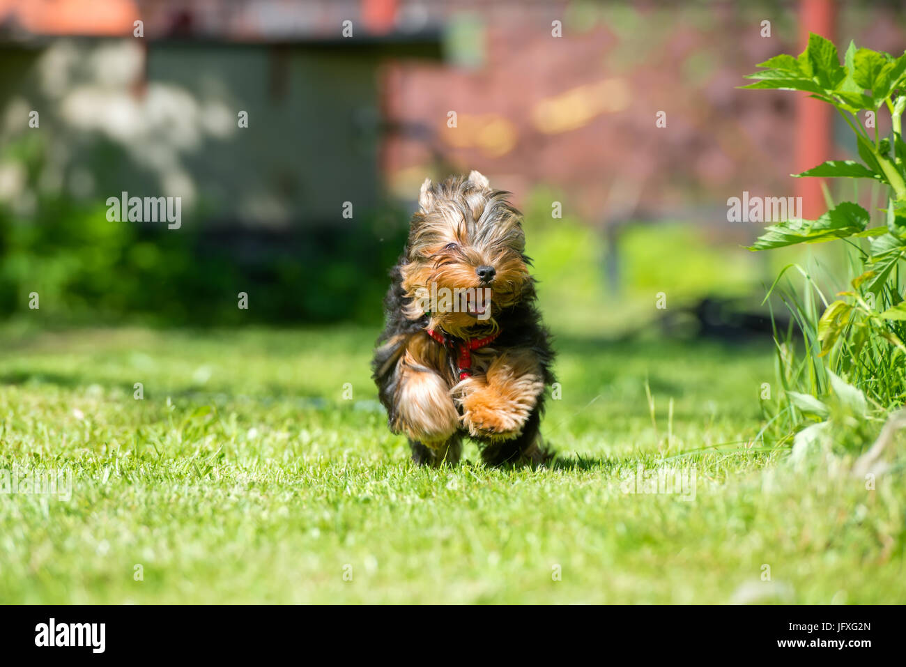 Chiot Yorkshire Terrier fonctionne sur la pelouse Banque D'Images