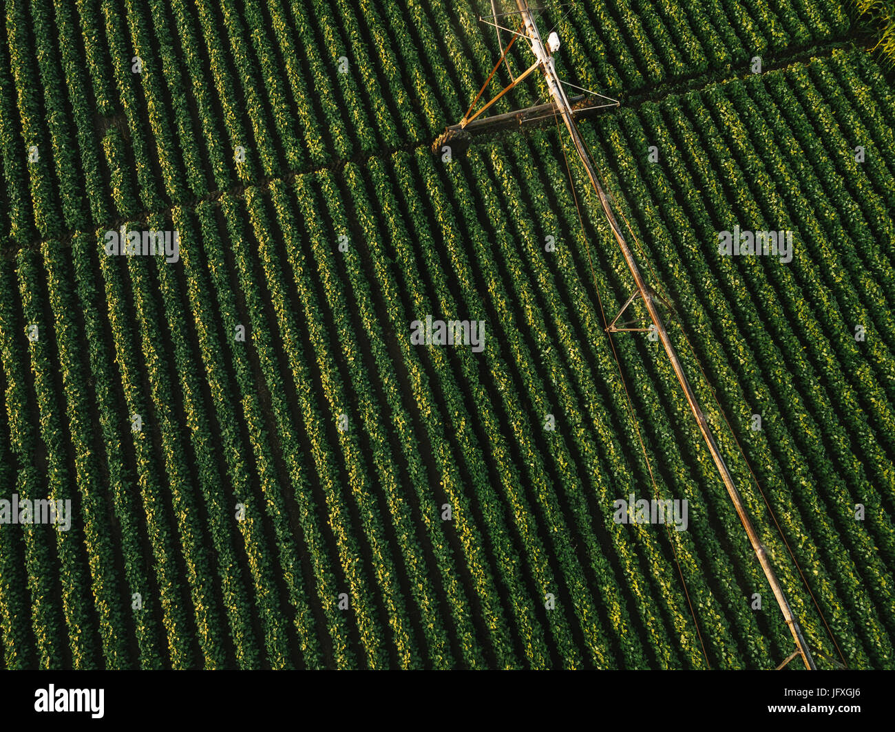 Vue aérienne de matériel d'irrigation l'arrosage des cultures de soja vert en après-midi d'été, sur le terrain du point de vue de drones pour l'angle inhabituel pour la loi sur l'agriculture Banque D'Images