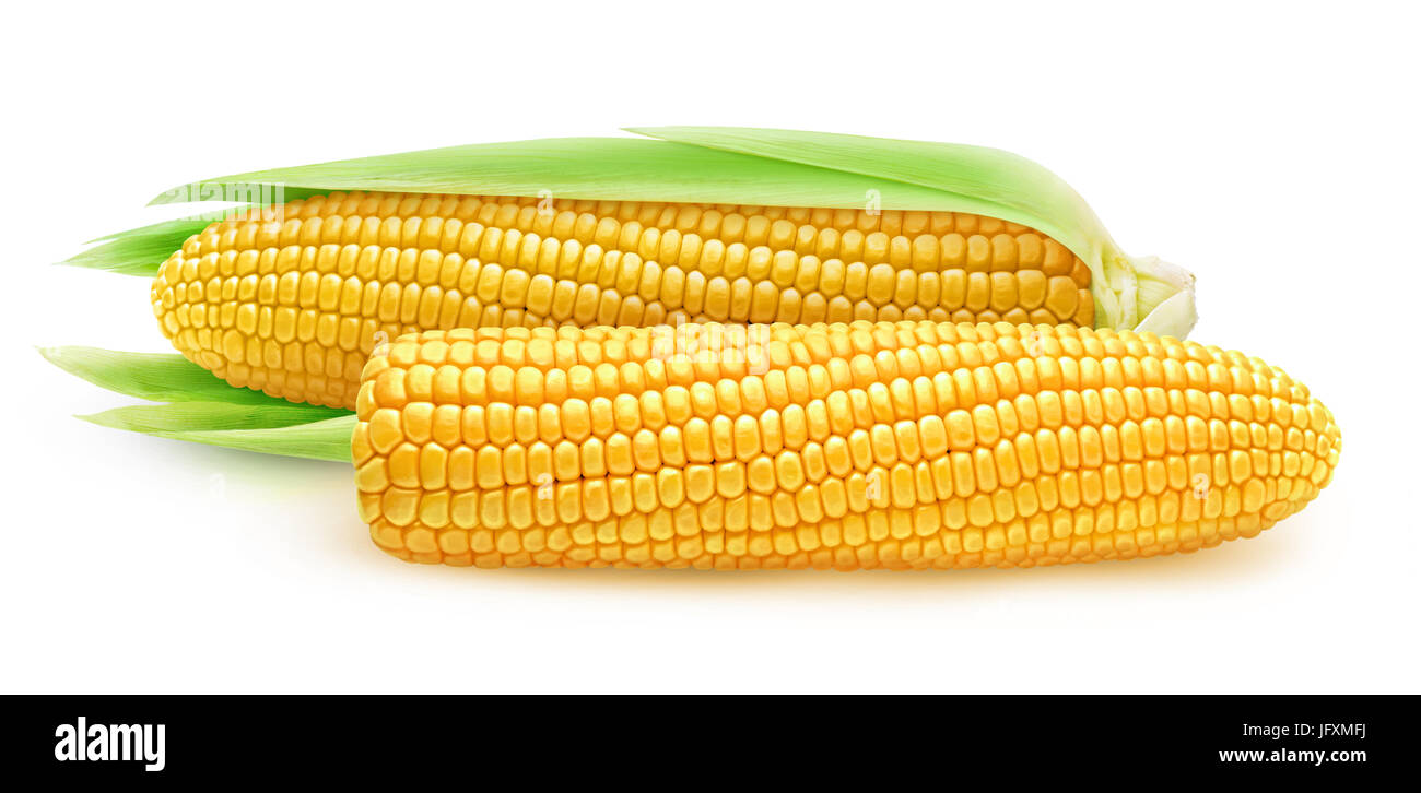 Maïs isolés. Deux épis de maïs sucré, pelé et avec des feuilles isolées sur fond blanc avec clipping path Banque D'Images