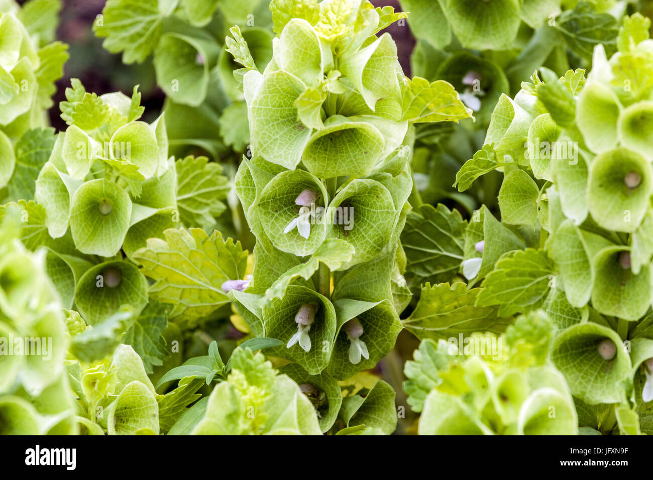 Molucella laevis, cloches d'Irlande Banque D'Images