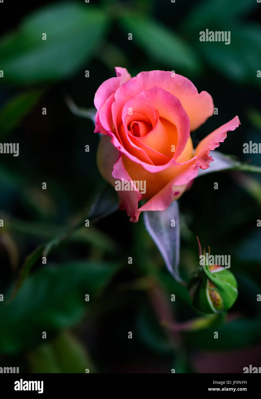 Couleur Extérieure Macro Portrait Dune Orange Rose Rouge