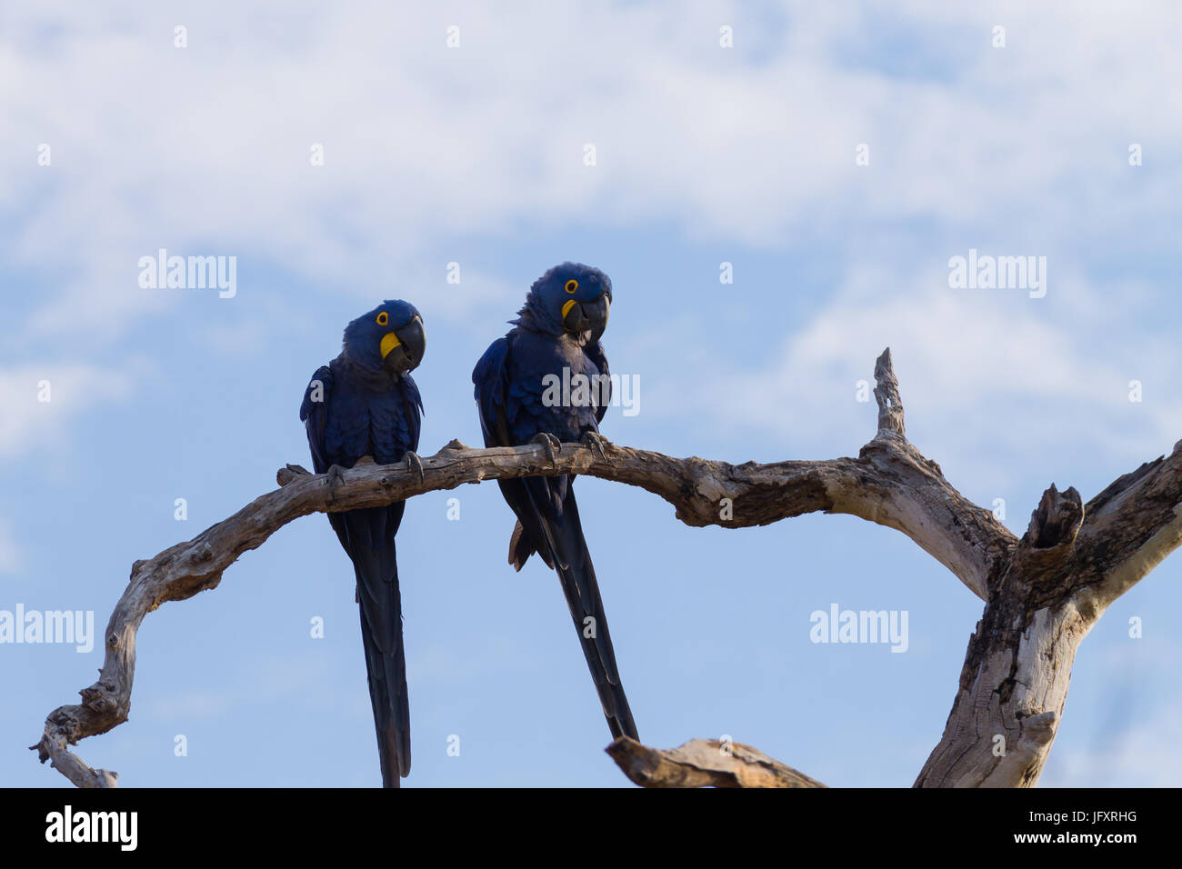Couple d'Ara hyacinthe de Pantanal, Brésil. la faune brésilienne. plus grand perroquet dans le monde. Anodorhynchus hyacinthinus Banque D'Images