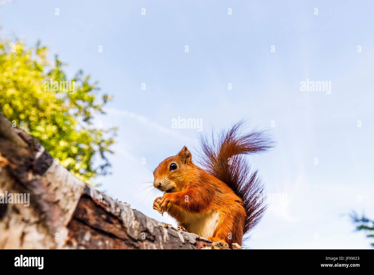 L'Écureuil roux (Sciurus vulgaris) debout sur un journal, British Wildlife Centre, Newchapel, Lingfield, Surrey, UK Banque D'Images