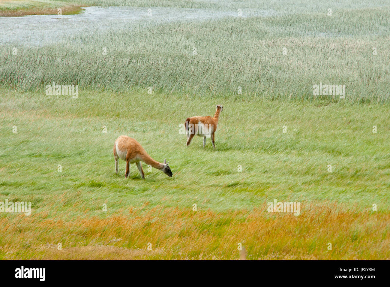 Guanacos - Torres del Paine - Chili Banque D'Images