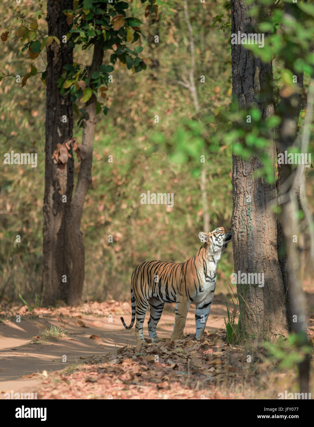 Le marquage du territoire faisant tigre Banque D'Images