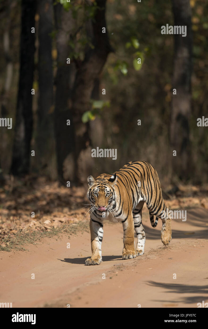 Tigre sur piste Safari Banque D'Images