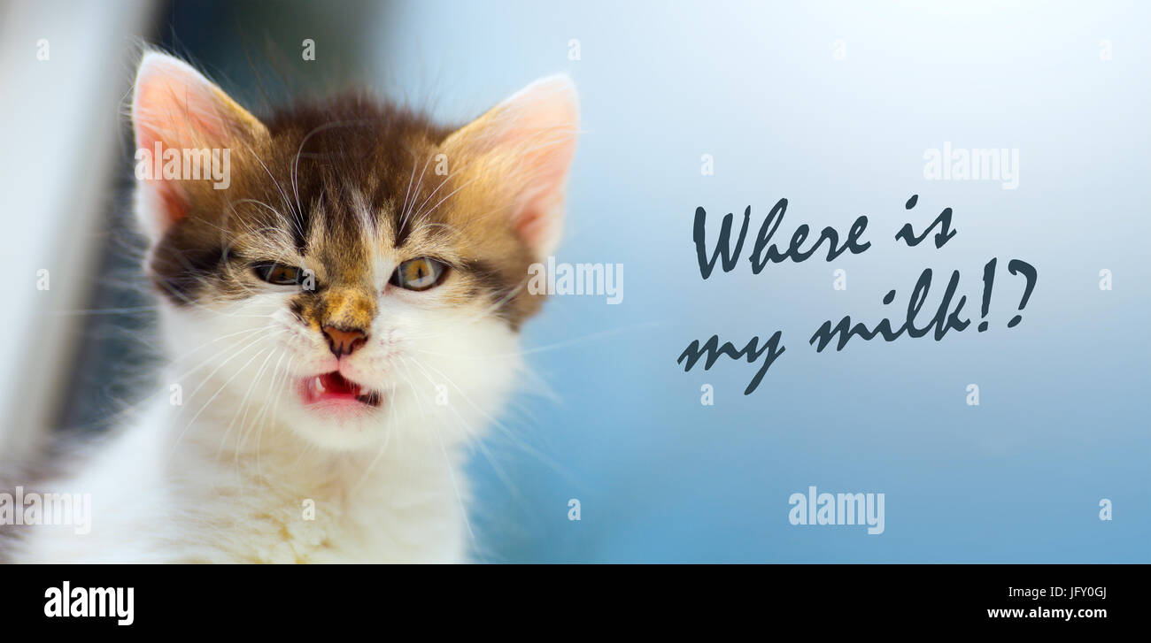 Vexé chat ; chaton fou visage ; Où est mon lait ? Banque D'Images