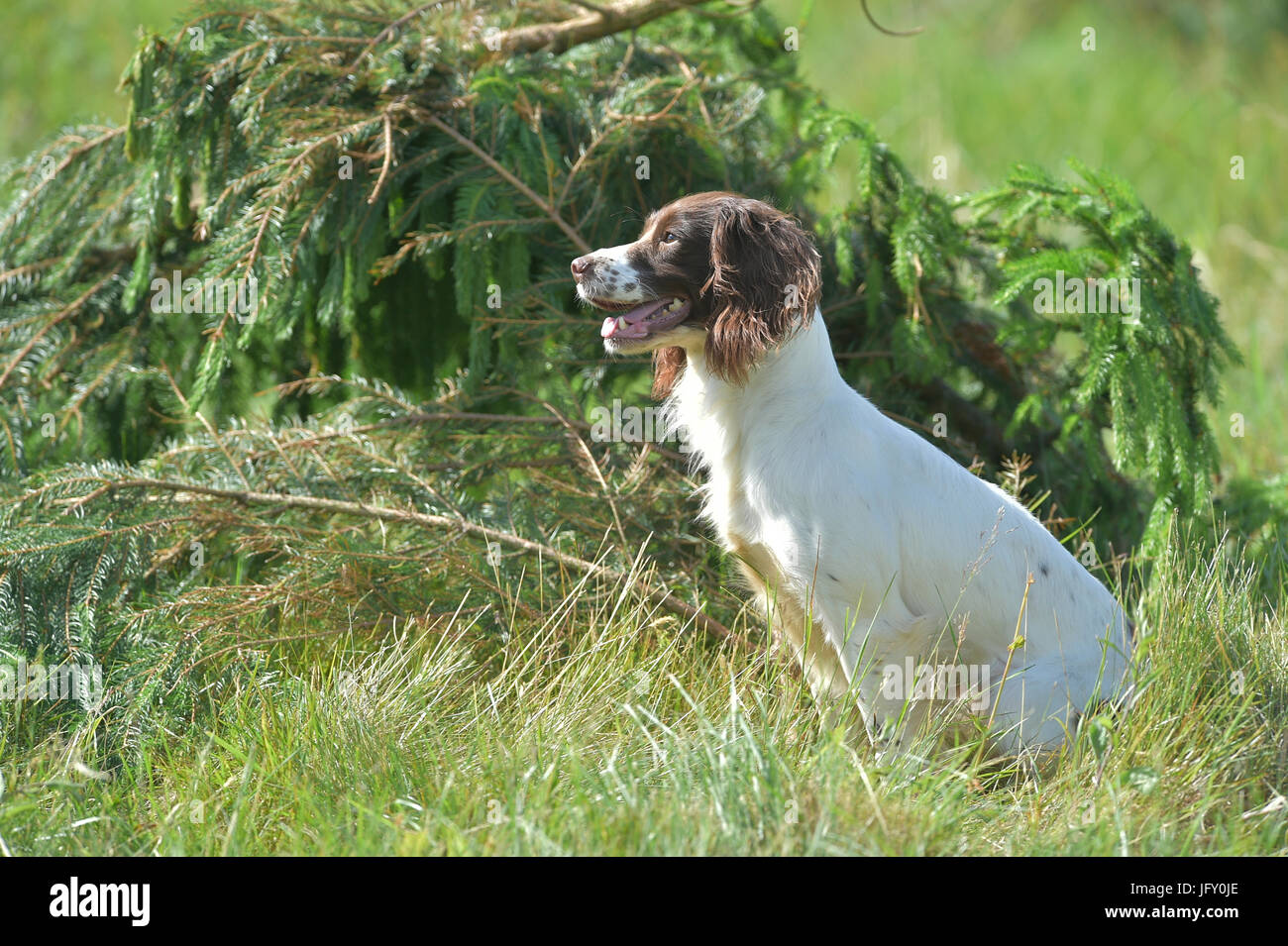 Les chiens de travail au cours de la concurrence Banque D'Images