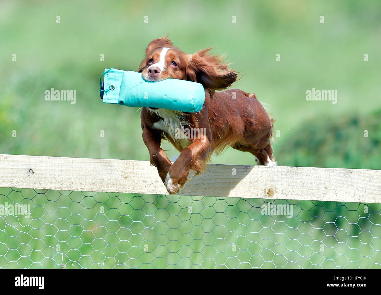 Les chiens de travail au cours de la concurrence Banque D'Images