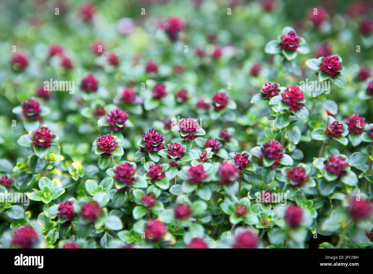 La floraison - Thym Doone Valley Banque D'Images