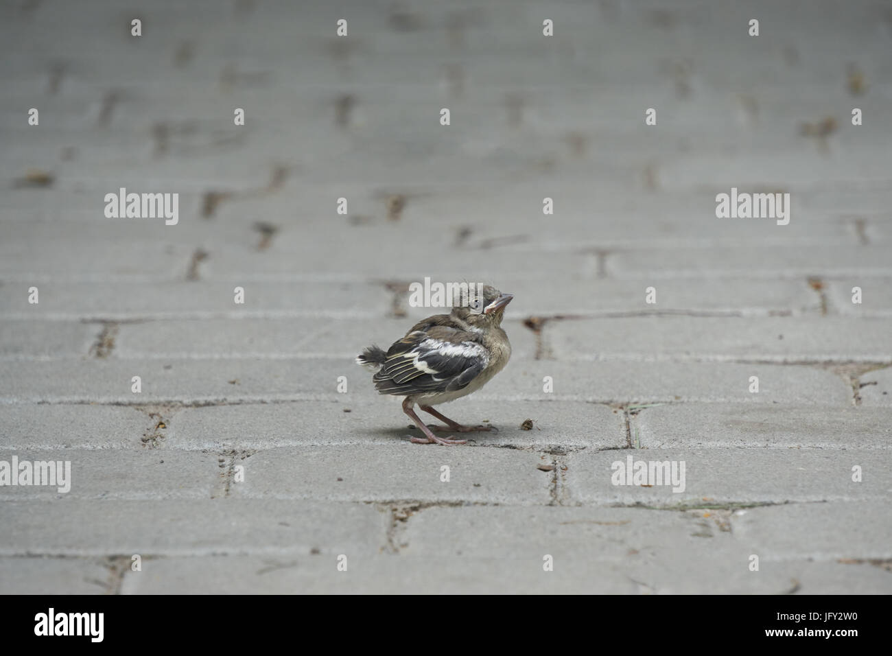 Petit Mignon Petit Bebe Oiseau Moineau Domestique Chick Tomber Du Nid Separe De Sa Mere Et A Perdu En Ville A Pied Sur Un Trottoir Faisant Seul S Photo Stock Alamy Petit Mignon Petit Bebe Oiseau Moineau Domestique Chick Tomber Du Nid Separe De Sa Mere Et A Perdu En Ville A Pied Sur Un Trottoir Faisant Seul S Photo Stock Alamy