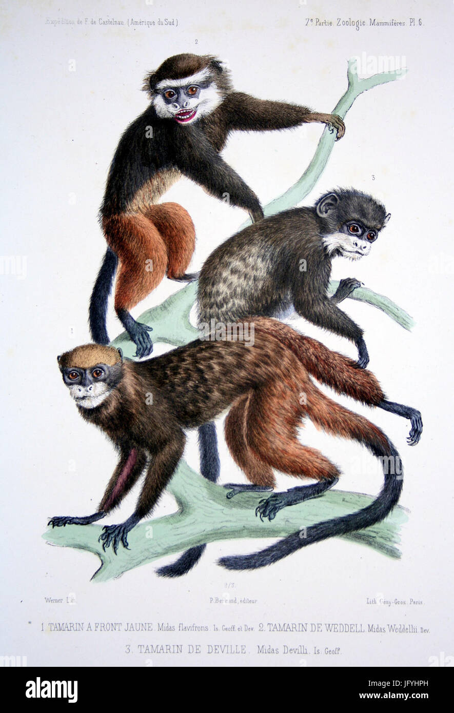 F de Castelnau-mammifèresPl06 Banque D'Images