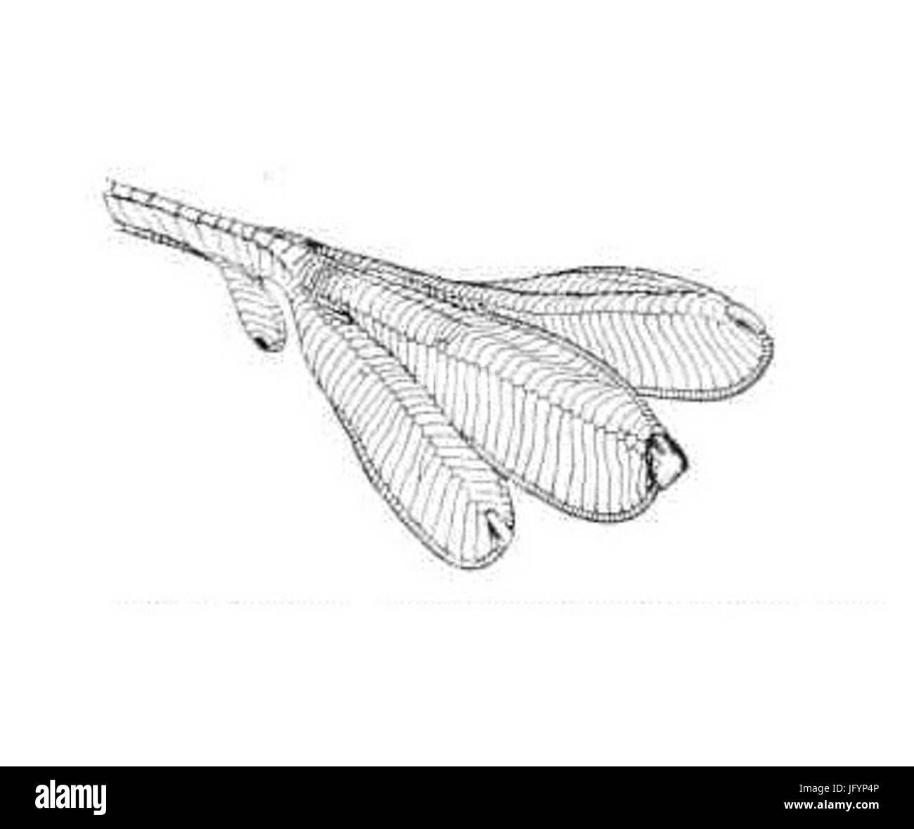 Pied de grèbe huppé 28Anton Reichenow 191329 Banque D'Images