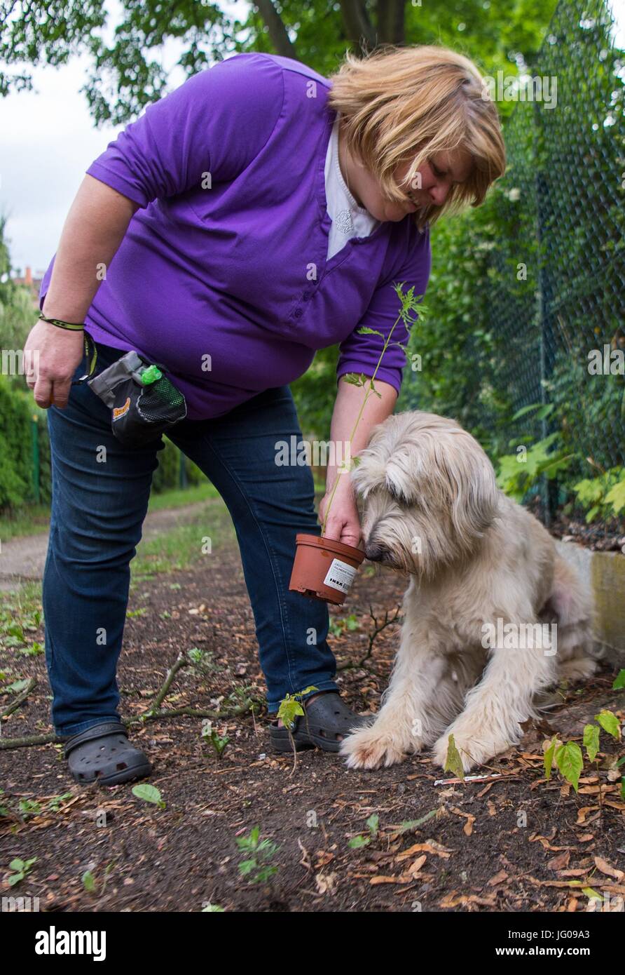 Le chien renifle le sol Arwen, à la recherche d'Ambrosia plantes avec l'aide de son professeur Katja Krauss à l'école canine 'Greh' à Berlin, Allemagne, 26 juin 2017. L'Ambroisie, plante qui ressemble très rudimentaires, est l'une des plus fortes de déclenchement d'allergies en Europe centrale. Photo : Monika Skolimowska/dpa Banque D'Images