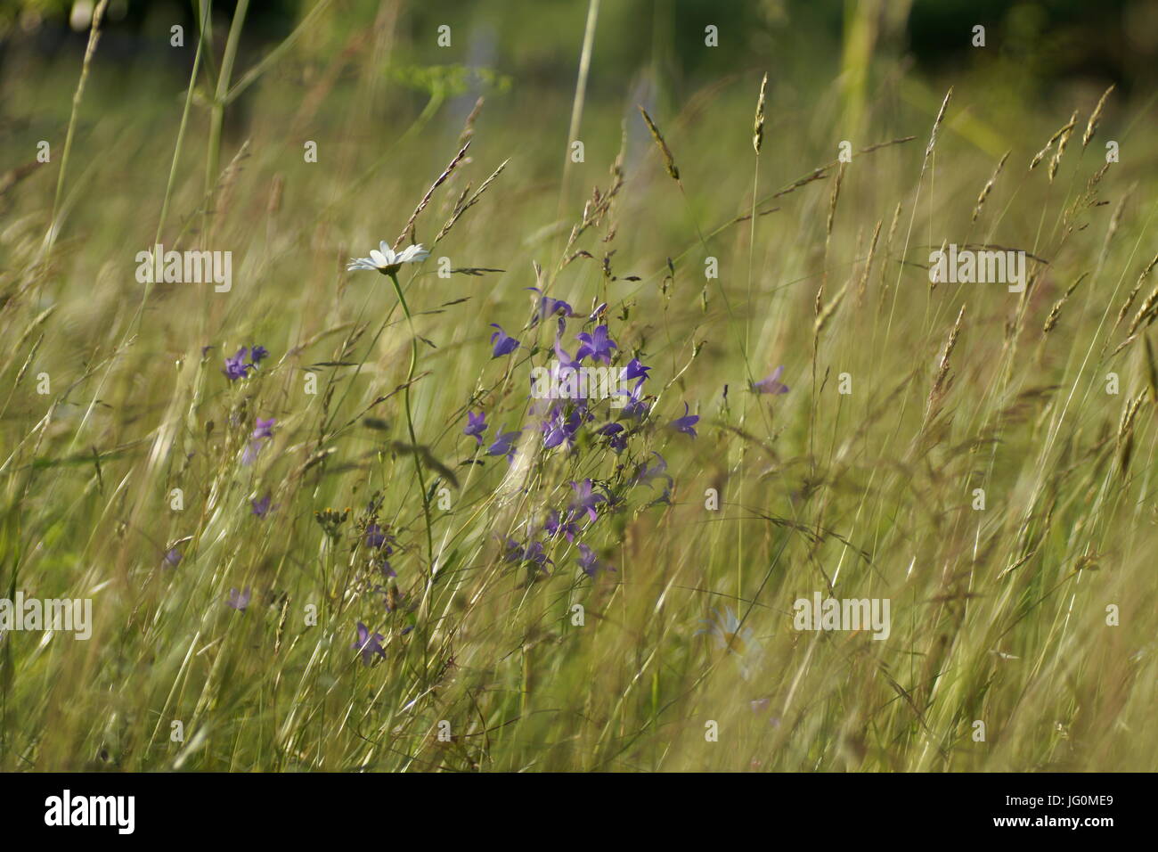 Fleurs et l'herbe éclairées par la lumière du soleil chaud de l'été sur un pré, abstract backgrounds naturel pour votre conception. Cloches Meadow Banque D'Images
