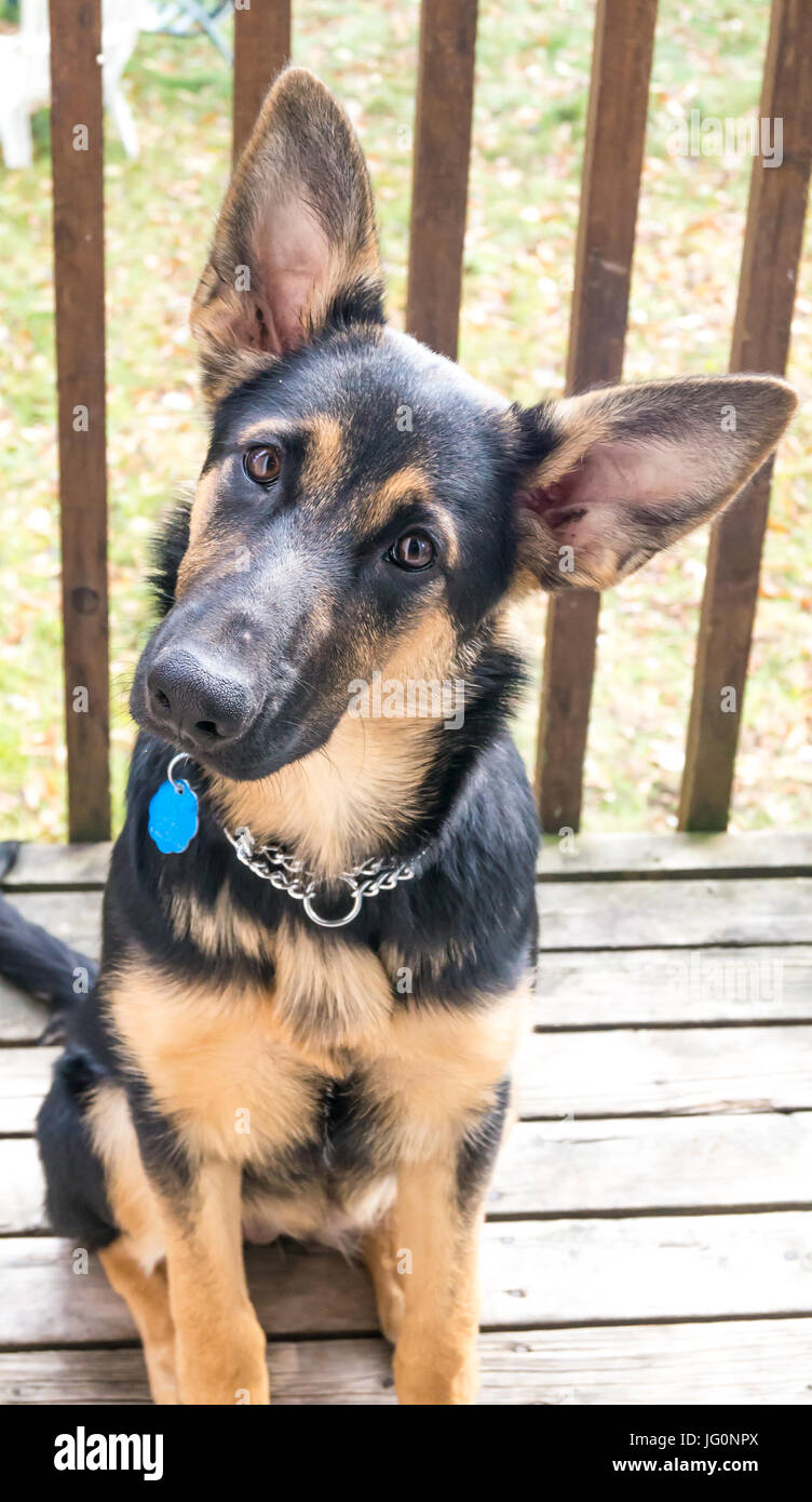 Berger allemand avec un mélange de collie Banque D'Images