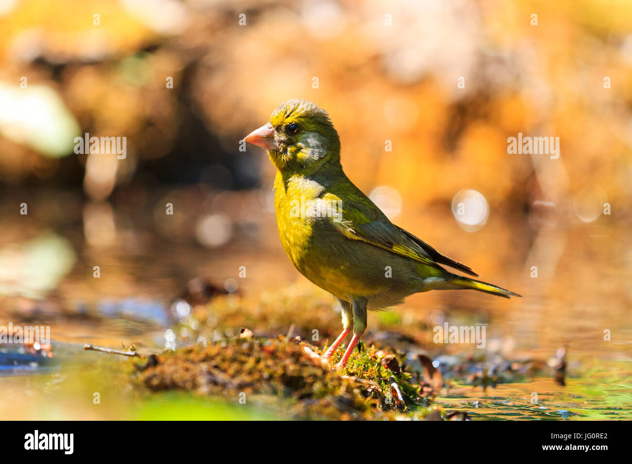 Verdier en rayons d'or , oiseau sur l'arrosage , la faune Banque D'Images