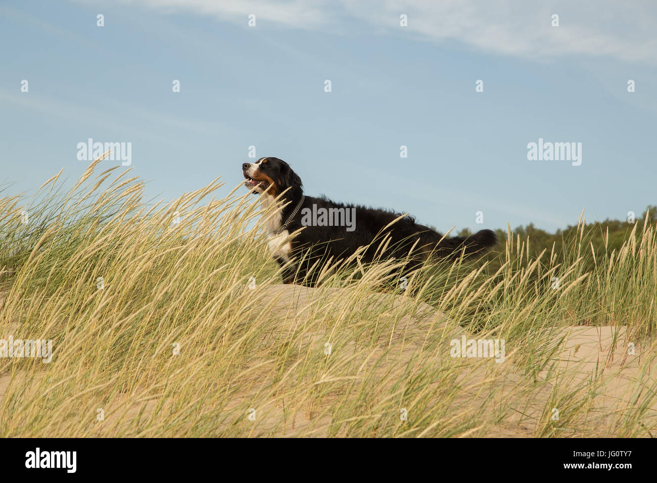 Bernois dans l'herbe sur les dunes de sable Banque D'Images