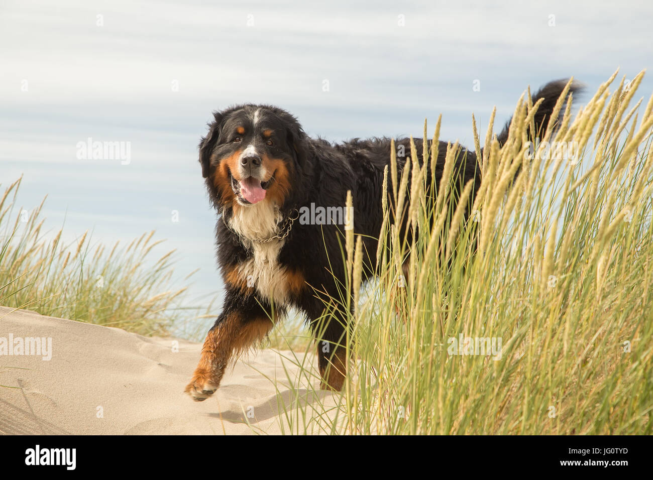 Bernois dans l'herbe sur les dunes de sable Banque D'Images