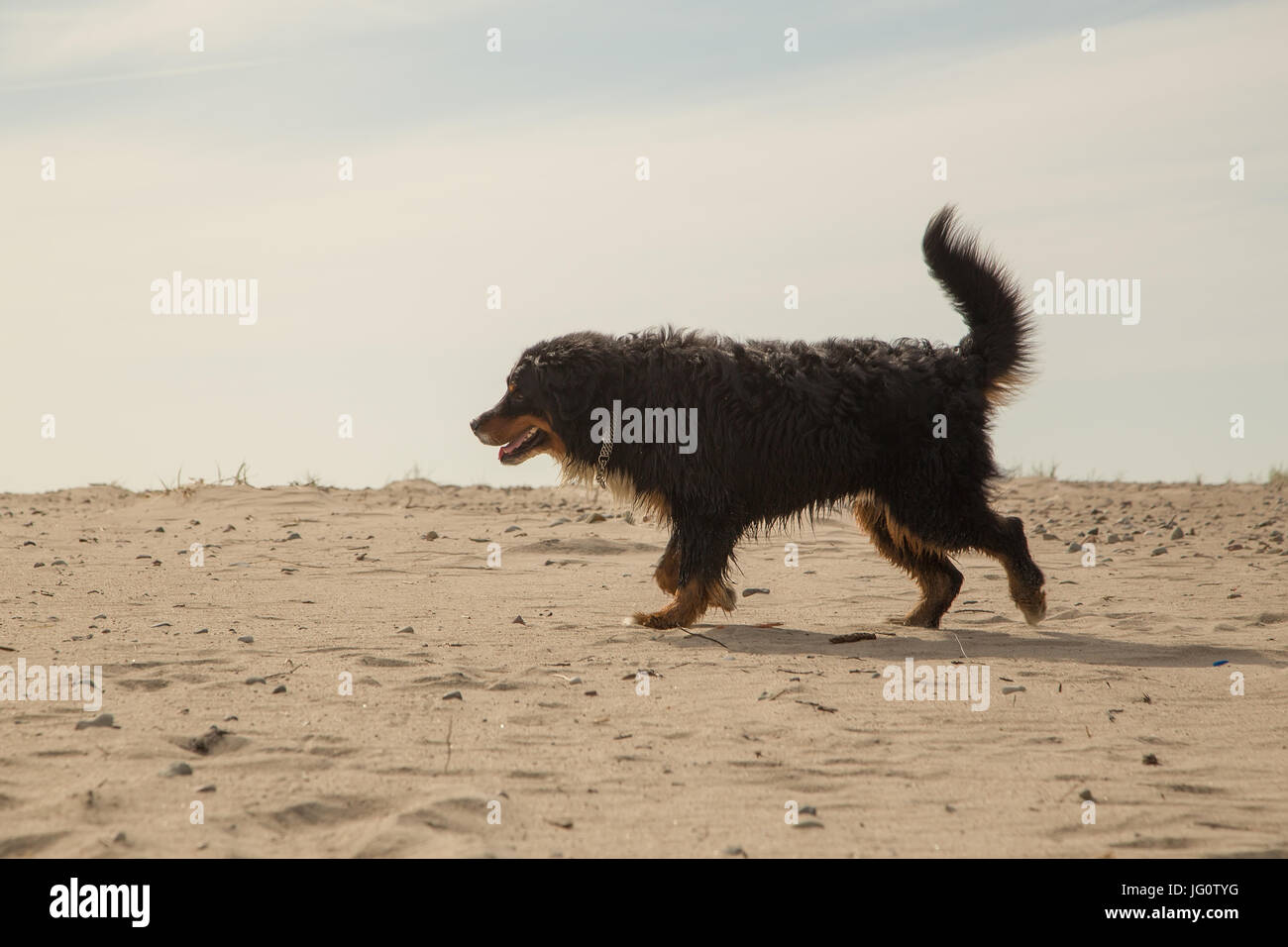 Bernese mountain dog walking on sand in desert Banque D'Images