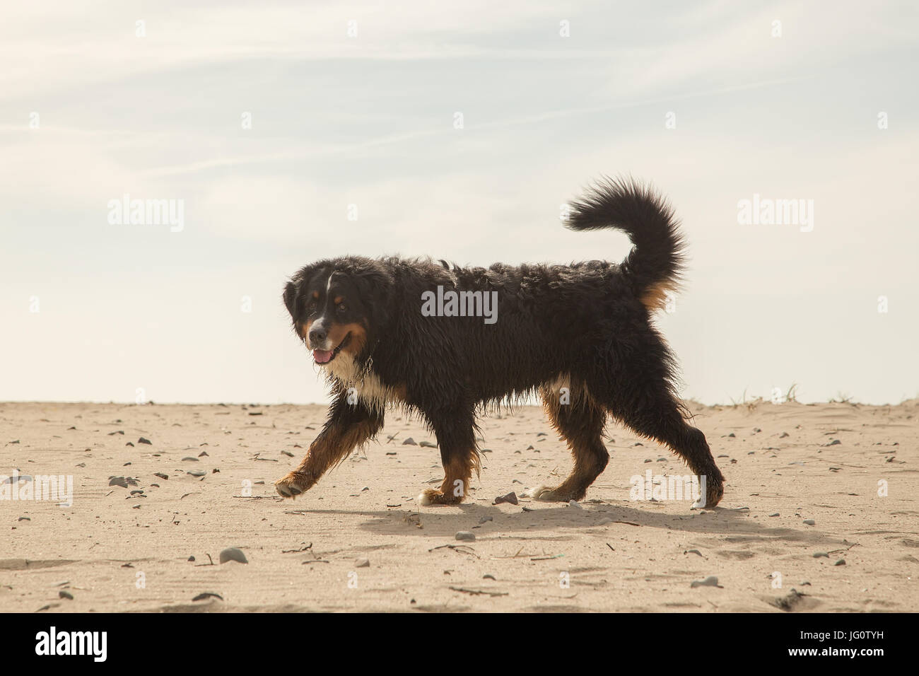 Bernese mountain dog walking on sand in desert Banque D'Images