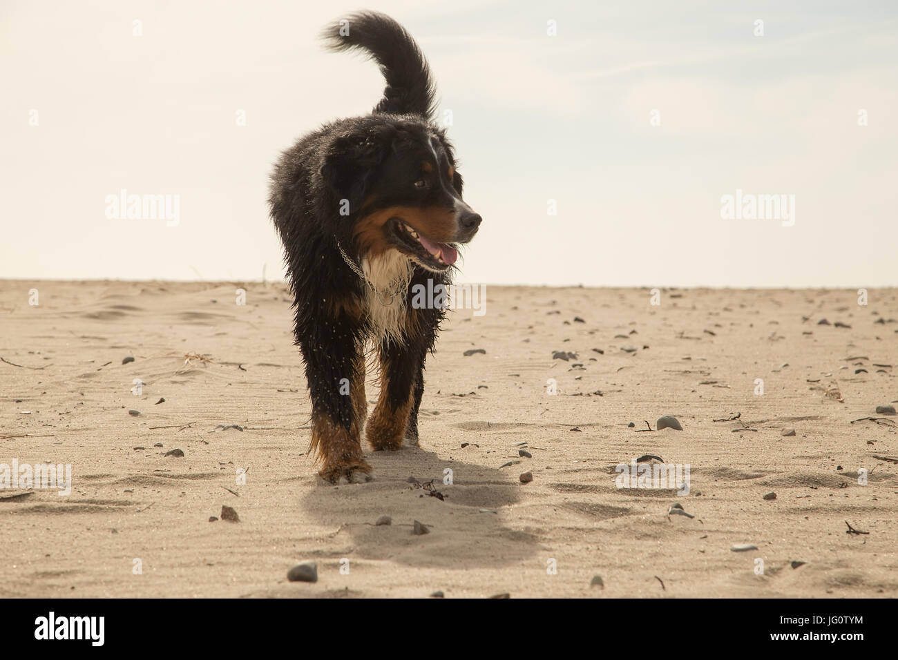 Bernese mountain dog walking on sand in desert Banque D'Images