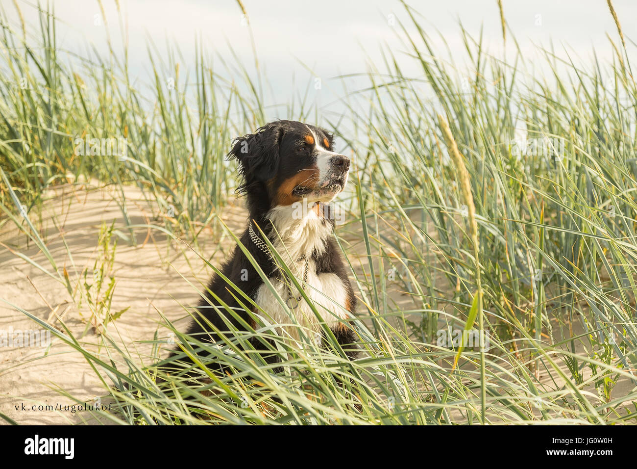 Bernois dans l'herbe sur les dunes de sable Banque D'Images
