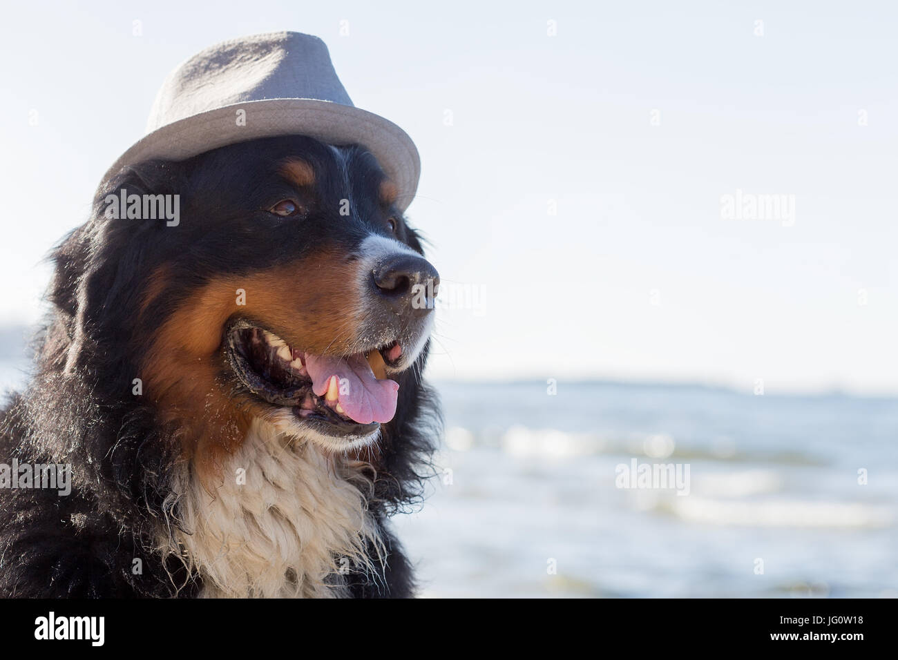 Bernois assis au soleil mer plage Banque D'Images