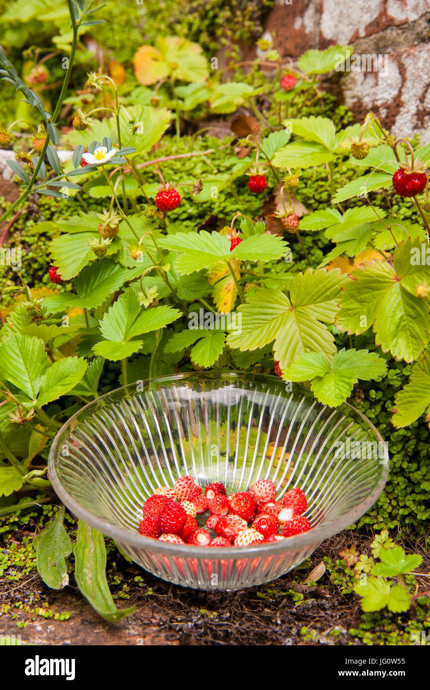 Les fraises des bois dans un bol en verre, les plantes poussent naturellement sur ses anciens pas dans un jardin de campagne anglaise Banque D'Images