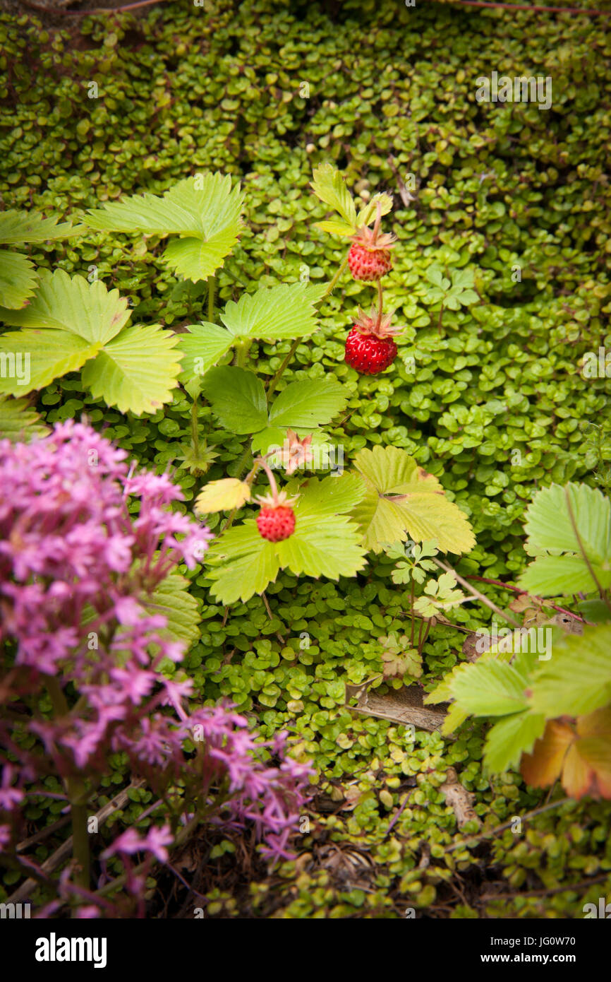 Fraises sauvages poussant sur des étapes dans un jardin de campagne anglaise Banque D'Images